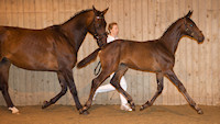 Hermionie : Hotline x Warkant x Akzent I 2009 Bay filly